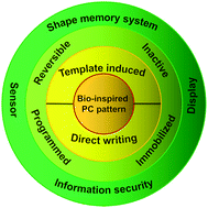 Graphical abstract: Bio-inspired photonic crystal patterns