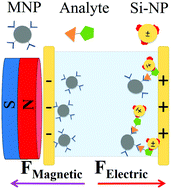 Graphical abstract: Novel electro-magnetophoretic separation method for the highly sensitive detection of analytes