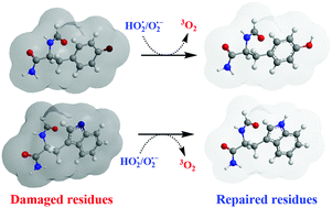 Graphical abstract: Chemical repair mechanisms of damaged tyrosyl and tryptophanyl residues in proteins by the superoxide radical anion