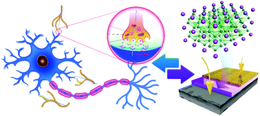 Graphical abstract: Mixed-halide perovskite for ultrasensitive two-terminal artificial synaptic devices