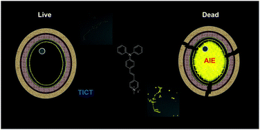 Graphical abstract: One-step, rapid fluorescence sensing of fungal viability based on a bioprobe with aggregation-induced emission characteristics