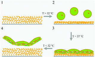 Graphical abstract: Thermoresponsive polymers and their biomedical application in tissue engineering – a review