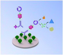 Graphical abstract: Silver nanoprism-based plasmonic ELISA for sensitive detection of fluoroquinolones