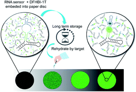 Graphical abstract: Paper-based fluorogenic RNA aptamer sensors for label-free detection of small molecules