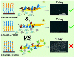 Graphical abstract: The synergistic effect of hierarchical structure and alkyl chain length on the antifouling and bactericidal properties of cationic/zwitterionic block polymer brushes