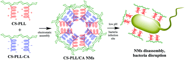 Graphical abstract: Smart nanomicelles with bacterial infection-responsive disassembly for selective antimicrobial applications