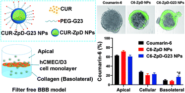 Graphical abstract: Development of curcumin-loaded zein nanoparticles for transport across the blood–brain barrier and inhibition of glioblastoma cell growth