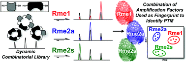 Graphical abstract: Using changes in speciation in a dynamic combinatorial library as a fingerprint to differentiate the methylation states of arginine