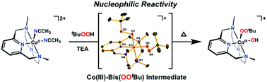 Graphical abstract: Nucleophilic reactivity of a mononuclear cobalt(iii)–bis(tert-butylperoxo) complex