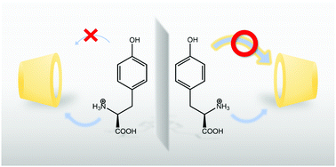 Graphical abstract: Chiral discrimination between tyrosine and β-cyclodextrin revealed by cryogenic ion trap infrared spectroscopy