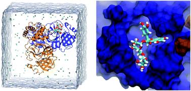 Graphical abstract: Structure-based lead optimization of herbal medicine rutin for inhibiting SARS-CoV-2's main protease
