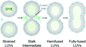 Graphical abstract: Amphiphilic ionic liquid induced fusion of phospholipid liposomes