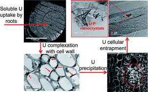 Graphical abstract: Emerging investigator series: entrapment of uranium–phosphorus nanocrystals inside root cells of Tamarix plants from a mine waste site