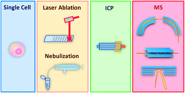 Graphical abstract: Single-cell analysis by use of ICP-MS