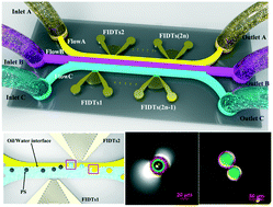 Graphical abstract: Construction of core–shell microcapsules via focused surface acoustic wave microfluidics