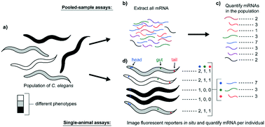 Graphical abstract: Enabling high-throughput single-animal gene-expression studies with molecular and micro-scale technologies