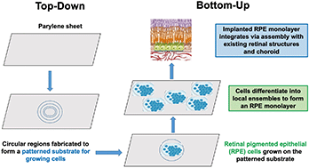 Graphical abstract: Developmental bioengineering: recapitulating development for repair