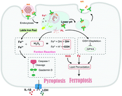 Graphical abstract: Ferroptosis/pyroptosis dual-inductive combinational anti-cancer therapy achieved by transferrin decorated nanoMOF