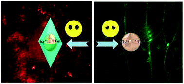 Graphical abstract: Plant tissue imaging with bipyramidal upconversion nanocrystals by introducing Tm3+ ions as energy trapping centers