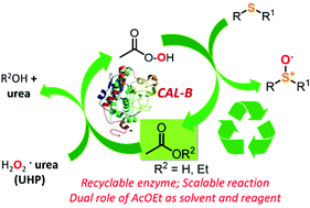 Graphical abstract: A mild and chemoselective CALB biocatalysed synthesis of sulfoxides exploiting the dual role of AcOEt as solvent and reagent