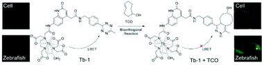 Graphical abstract: A bioorthogonal time-resolved luminogenic probe for metabolic labelling and imaging of glycans