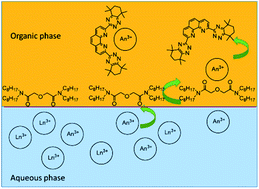 Graphical abstract: Selective extraction of trivalent actinides using CyMe4BTPhen in the ionic liquid Aliquat-336 nitrate