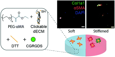 Graphical abstract: Clickable decellularized extracellular matrix as a new tool for building hybrid-hydrogels to model chronic fibrotic diseases in vitro