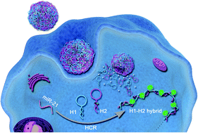 Graphical abstract: Metal–DNA coordination based bioinspired hybrid nanospheres for in situ amplification and sensing of microRNA