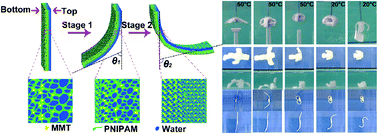 Graphical abstract: Gradient porous PNIPAM-based hydrogel actuators with rapid response and flexibly controllable deformation