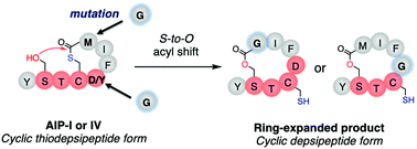 Graphical abstract: Inner residues of macrothiolactone in autoinducer peptides I/IV circumvent spontaneous S-to-O acyl transfer to the upstream serine residue