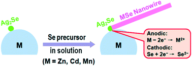 Graphical abstract: Growth of MSe semiconductor nanowires on metal substrates through an Ag2Se-catalyzed solution–solid–solid mechanism (M = Zn, Cd and Mn)