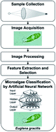 Graphical abstract: Water monitoring by means of digital microscopy identification and classification of microalgae