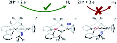 Graphical abstract: A bio-inspired heterodinuclear hydrogenase CoFe complex