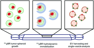 Graphical abstract: Microfluidic harvesting of breast cancer tumor spheroid-derived extracellular vesicles from immobilized microgels for single-vesicle analysis