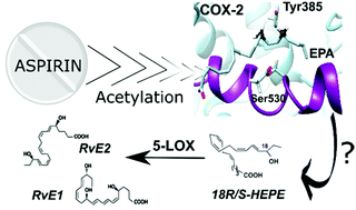 Graphical abstract: The role of acetylated cyclooxygenase-2 in the biosynthesis of resolvin precursors derived from eicosapentaenoic acid