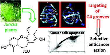 Graphical abstract: Natural compounds from Juncus plants interacting with telomeric and oncogene G-quadruplex structures as potential anticancer agents