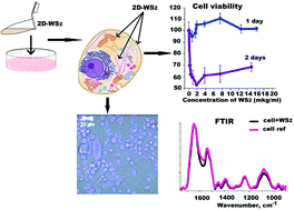 Graphical abstract: The effect of 2D tungsten disulfide nanoparticles on Lewis lung carcinoma cells in vitro