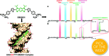 Graphical abstract: Engineered modular heterocyclic-diamidines for sequence-specific recognition of mixed AT/GC base pairs at the DNA minor groove