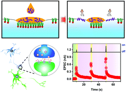 Graphical abstract: Controllable growth of centimeter-scale 2D crystalline conjugated polymers for photonic synaptic transistors