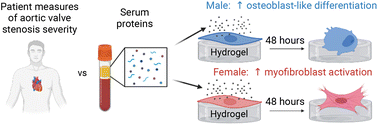 Graphical abstract: Inflammatory serum factors from aortic valve stenosis patients modulate sex differences in valvular myofibroblast activation and osteoblast-like differentiation