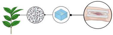 Graphical abstract: Cellulose-based hydrogels towards an antibacterial wound dressing