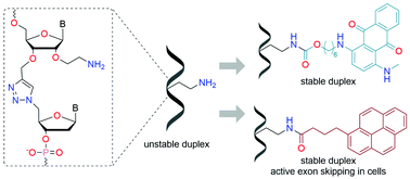 Graphical abstract: Covalently attached intercalators restore duplex stability and splice-switching activity to triazole-modified oligonucleotides