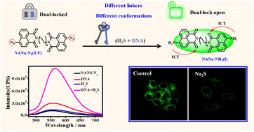 Graphical abstract: Synergistically activated dual-locked fluorescent probes to monitor H2S-induced DNA damage