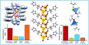 Graphical abstract: Steps towards a nature inspired inorganic crystal engineering