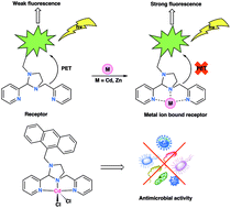 Graphical abstract: Investigating the photosensitivity of koneramines for cell imaging and therapeutic applications