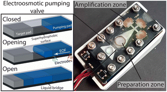 Graphical abstract: Automated device for multi-stage paper-based assays enabled by an electroosmotic pumping valve