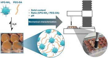 Graphical abstract: Synthesis and characterization of a Schiff base crosslinked hydrogel based on hyperbranched polyglycerol