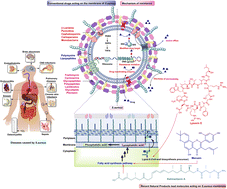 Graphical abstract: Natural products acting against S. aureus through membrane and cell wall disruption