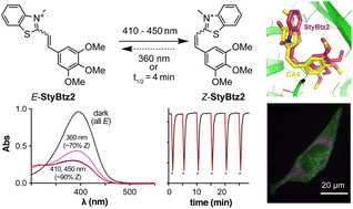 Graphical abstract: Self-reporting styrylthiazolium photopharmaceuticals: mitochondrial localisation as well as SAR drive biological activity