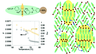 Graphical abstract: Molecular clustering behaviour in the cybotactic nematic phase of a spin-labelled liquid crystal